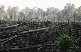 Kerusakan Hutan dan Pencemaran Udara Karena Kebakaran Hutan